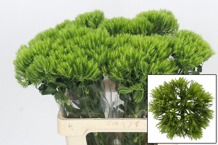 <h4>DI BARB KIWI MELLOW</h4>