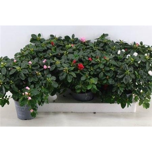 arr8 Rhodo Si Vogel Gem