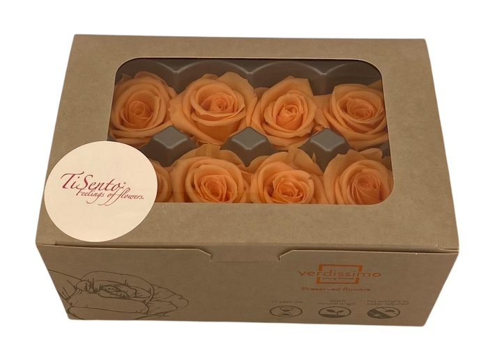 <h4>ARR ROSA POT H%</h4>