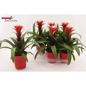 Guzmania Hope 13Ø 42cm