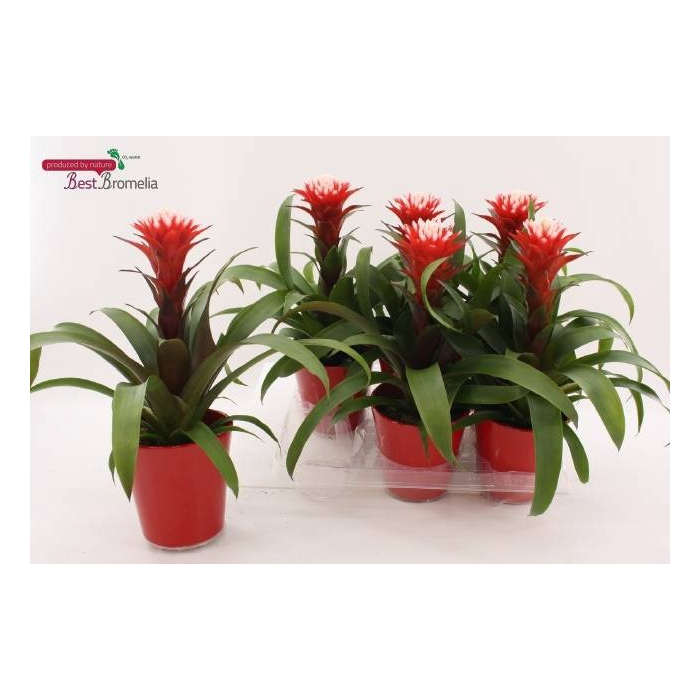 <h4>Guzmania Hope 13Ø 42cm</h4>