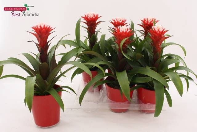 Guzmania Hope 13Ø 42cm