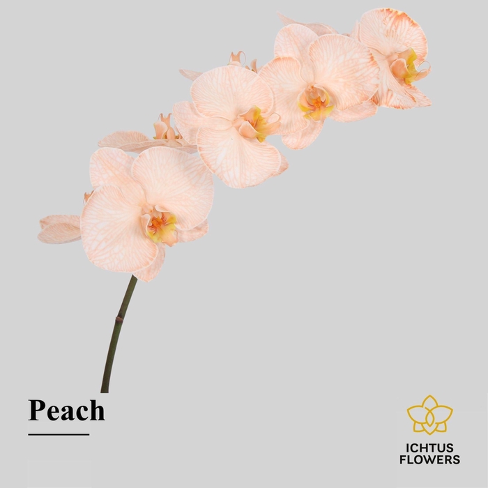 <h4>Phalaenopsis</h4>
