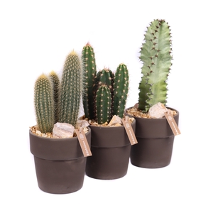 Cactus 12 cm in grijs/bruine pot met rand met grind, keien en etiket