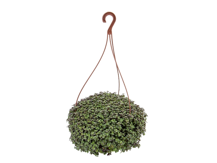 <h4>TOSTAO BOLA C21</h4>