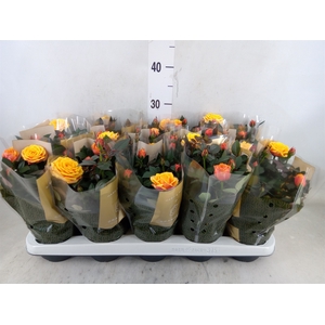 Rosa  'Firebird Kordana Grande'