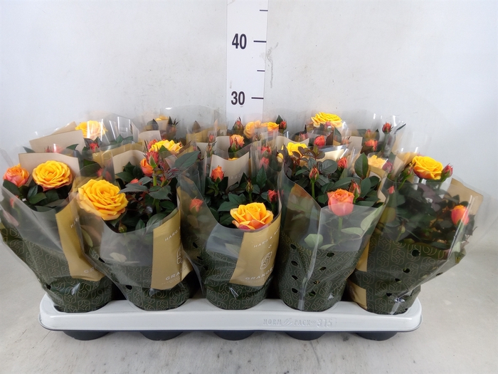 <h4>Rosa  'Firebird Kordana Grande'</h4>