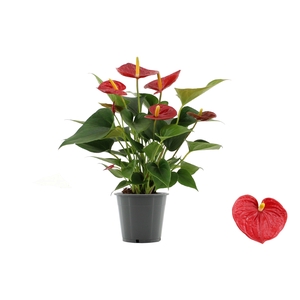 Anthurium 12 cm Diamond Red in transparant sleeve