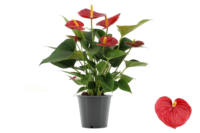 <h4>Anthurium 12 cm Diamond Red in transparant sleeve</h4>