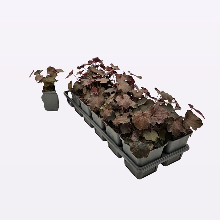 <h4>Heuchera micrantha 'Palace Purple' 12-Tray</h4>