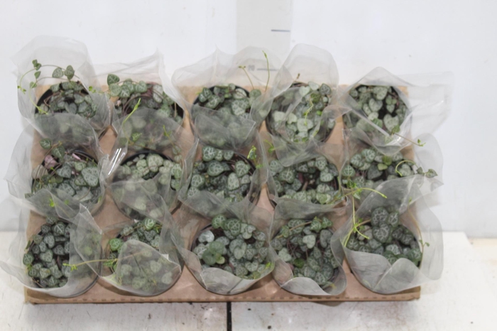 <h4>CEROPEGIA P09</h4>