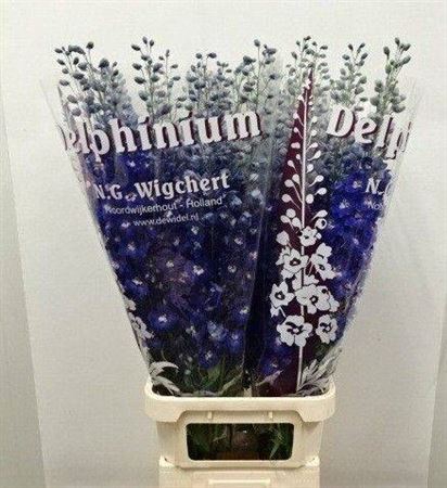 <h4>Delph Du Dewi Bl Star</h4>
