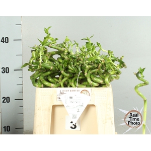 DRAC LUCKY BAMBOO