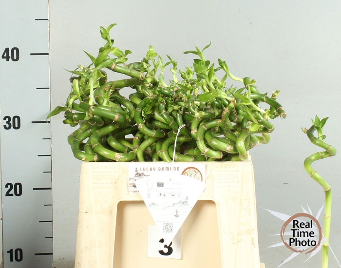 <h4>DRAC LUCKY BAMBOO</h4>