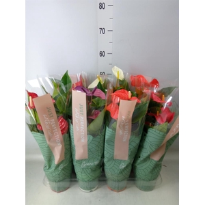 Anthurium   ...mix
