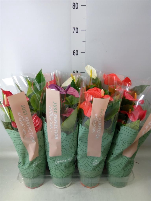 <h4>Anthurium   ...mix</h4>
