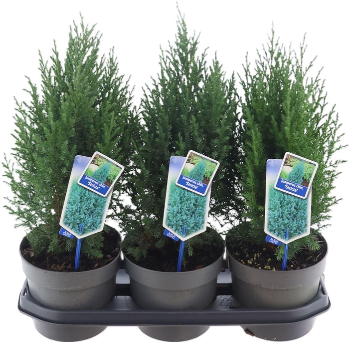 <h4>Juni Ch Stricta</h4>