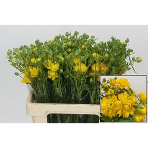 RAN N MODERN PROXIMA