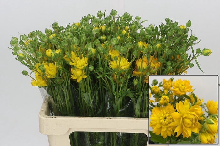 <h4>RAN N MODERN PROXIMA</h4>