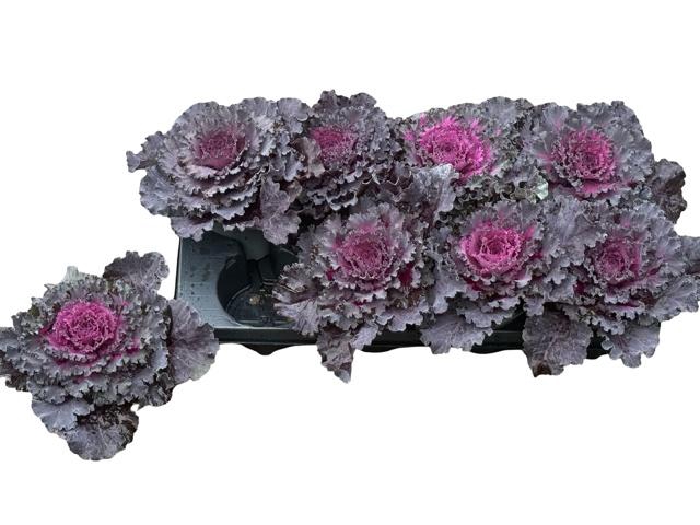 <h4>BRASSICA (SIERKOOL)</h4>
