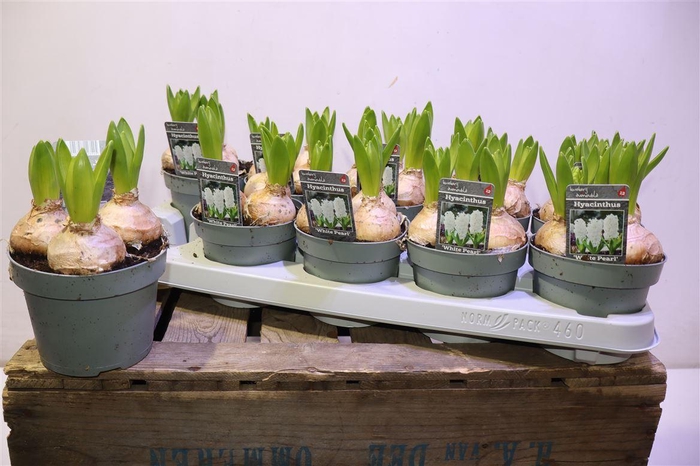 <h4>Hyacin White Pearl</h4>