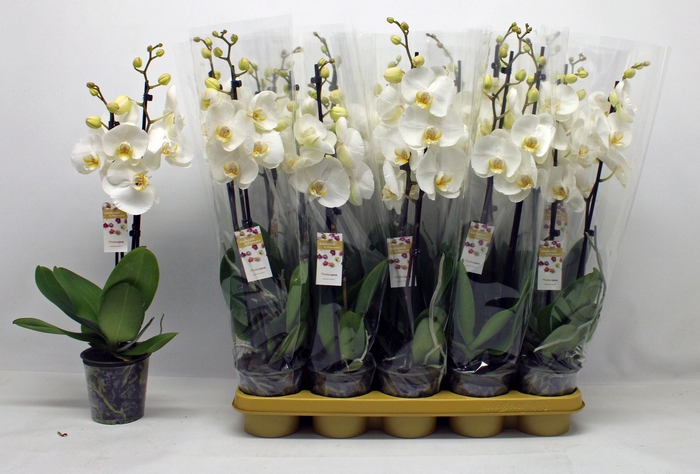 <h4>PHAL OV WIT</h4>