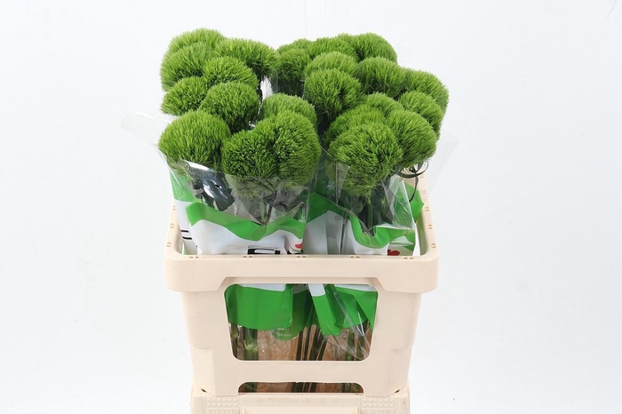 <h4>Di Fresh Fu 60cm</h4>