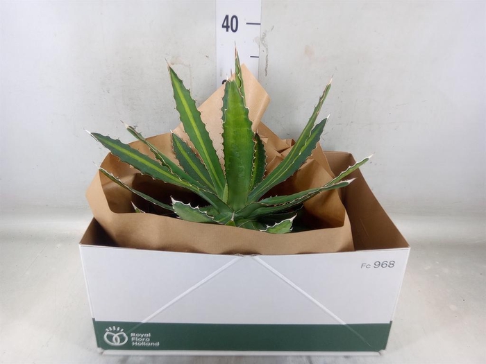 <h4>Agave lophantha</h4>
