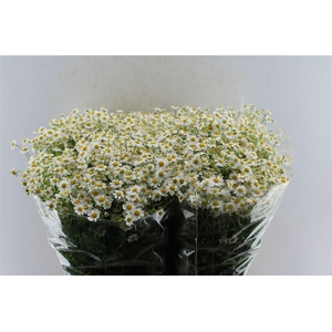 Tanacetum Pa Cameron