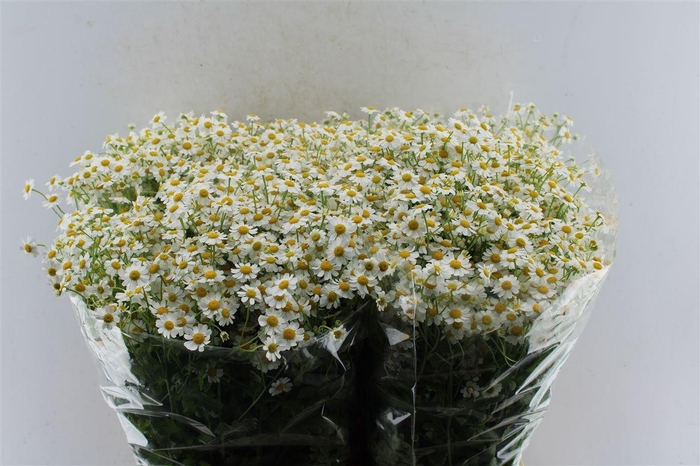 <h4>Tanacetum Pa Cameron</h4>