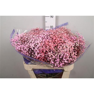 Gyps Rb Light Pink Light Red