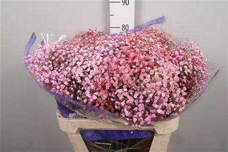 <h4>Gyps Overtime Light Pink Light Red</h4>