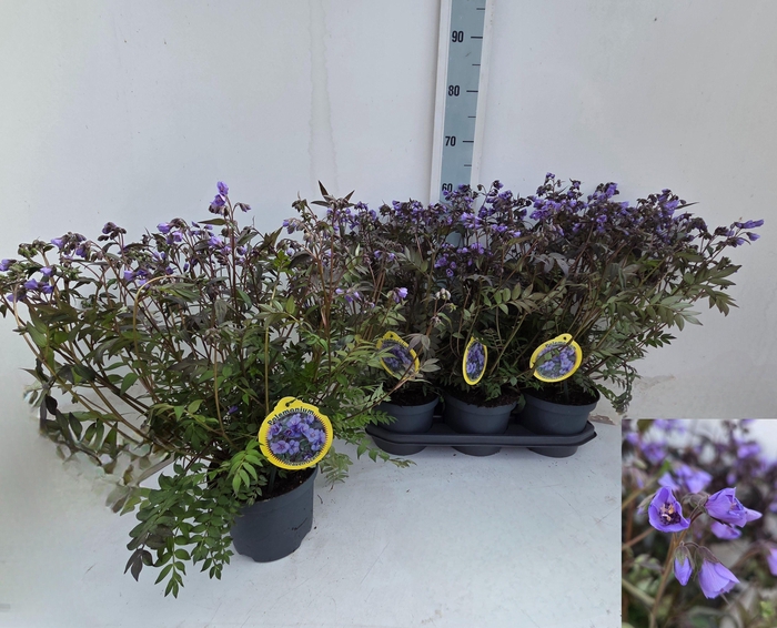 <h4>POLEM REPTANS</h4>