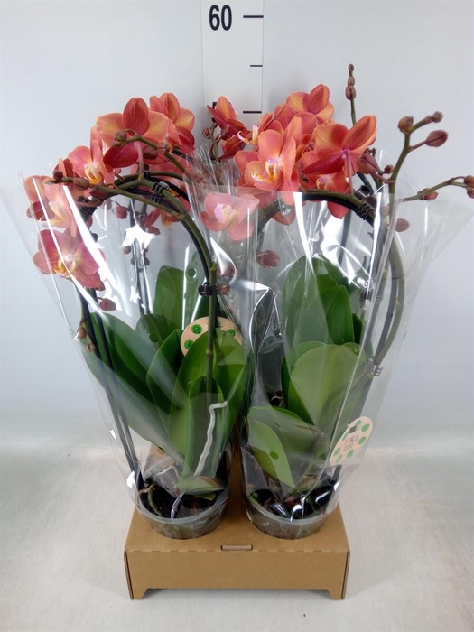 <h4>Phalaenopsis  'Elegant Cascade'</h4>