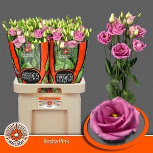 Eus G Rosita Rose Pink