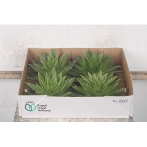 Echeveria Ebony X4
