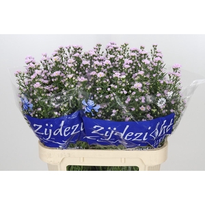 Aster Claudia