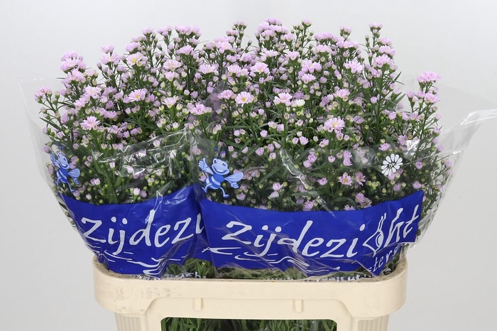 <h4>Aster Claudia</h4>
