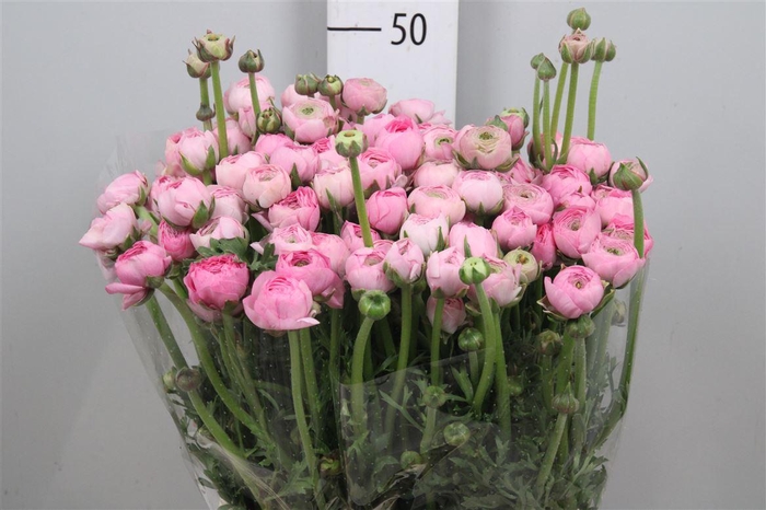 <h4>Ran El. Pink Ex</h4>