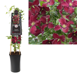 Clematis vit. 'Vitiwester'® PBR +3.0 label