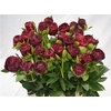 Paeonia 'Ole Faithful'