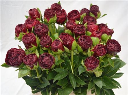 Paeonia 'Ole Faithful'