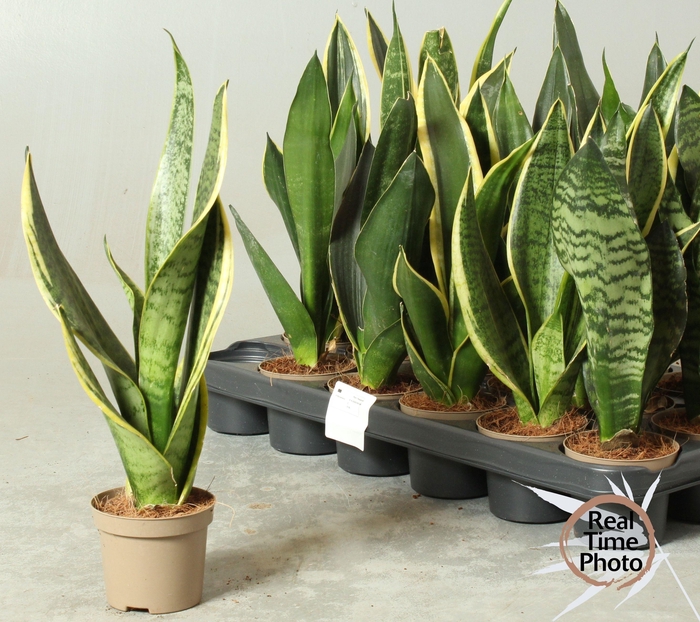 arr8 Sansev Trifascia Mixtray