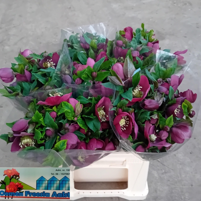 <h4>HELL OR QUEENS RED</h4>