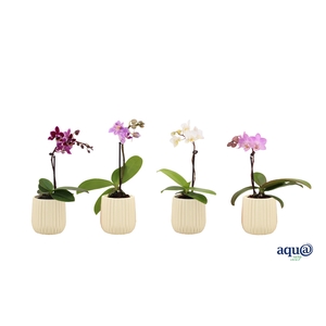 Ruby Vanilla Tiny Dolls Mix 1T7+ Aqu@