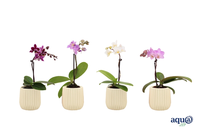 <h4>Ruby Vanilla Tiny Dolls Mix 1T7+ Aqu@</h4>