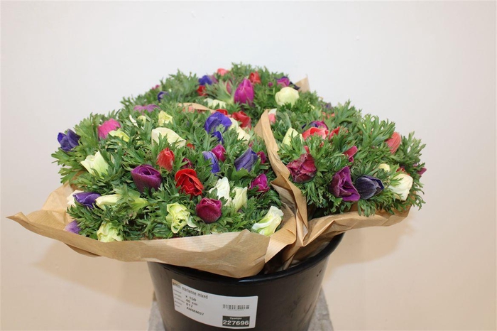 <h4>Anem Marianne Mixed</h4>