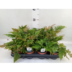 Dryopteris erythrosora