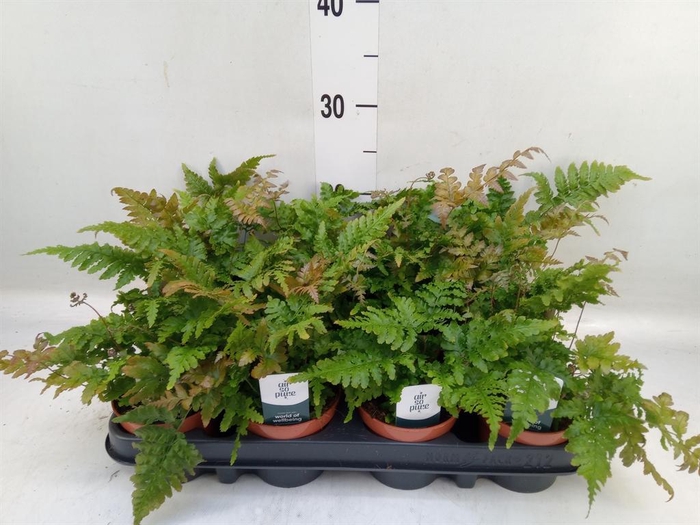 <h4>Dryopteris erythrosora</h4>