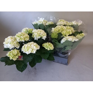 HYDR M CRYSTAL PALAC